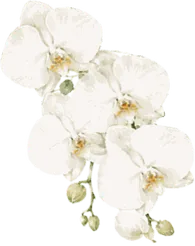 Cover Right Flower 1
