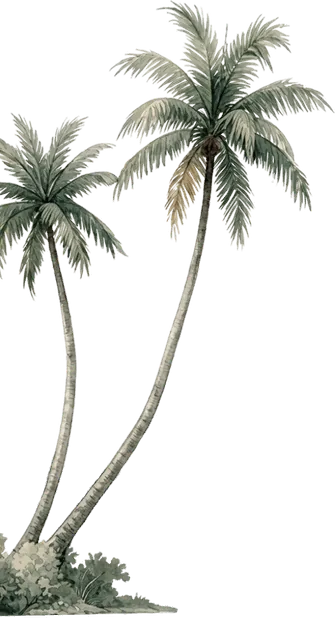 Pohon Kelapa